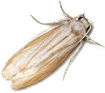 Göhlich_Umwelthygiene_tierlexikon_kleidermotte
